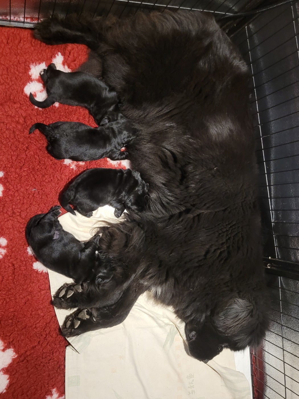 Chiot Terre-neuve Des Ombres Thevaine