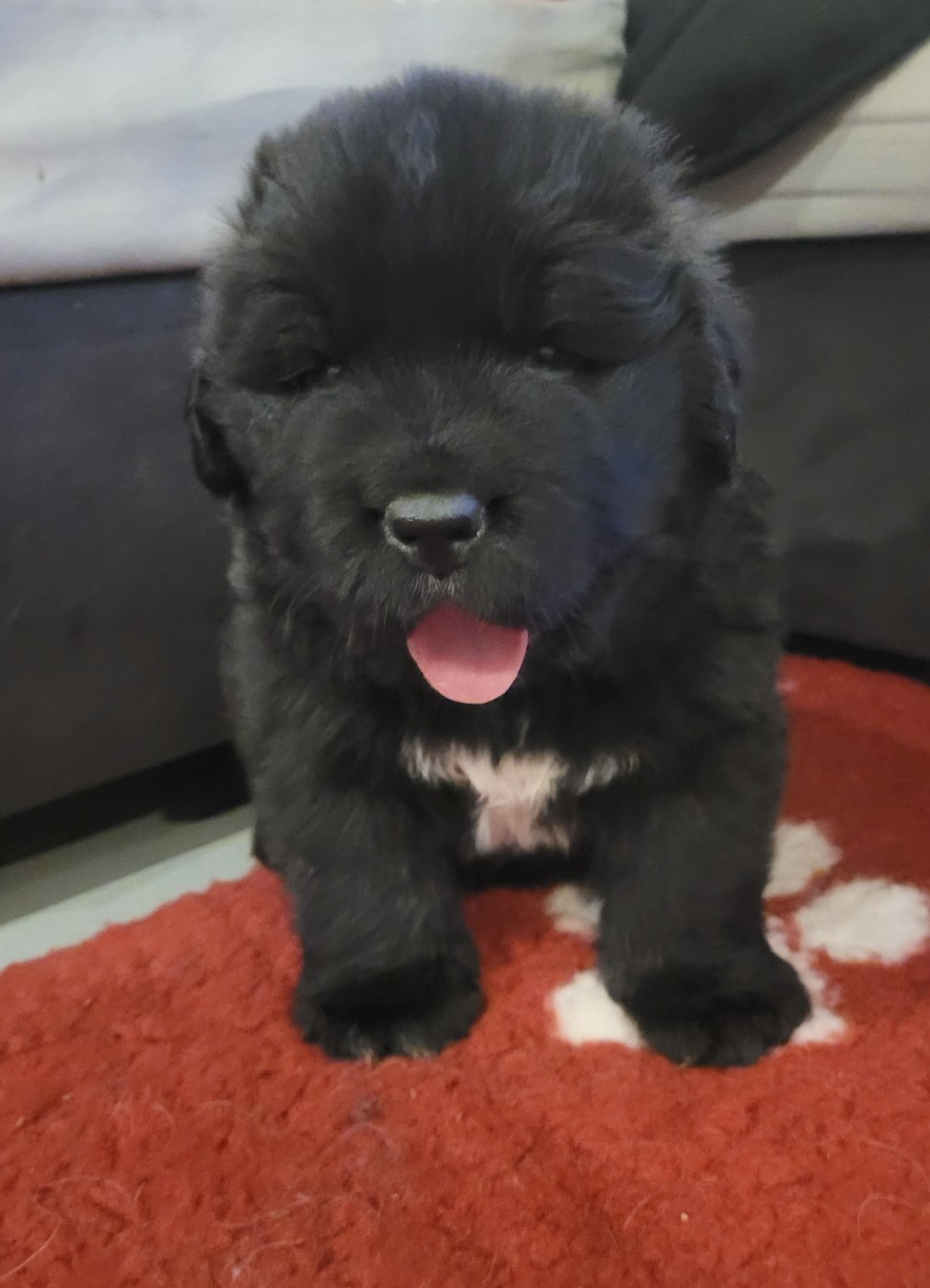 Des Ombres Thevaine - Chiots disponibles - Terre-neuve