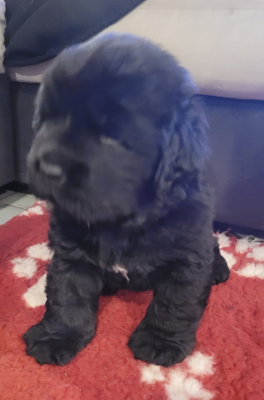 Des Ombres Thevaine - Chiots disponibles - Terre-neuve