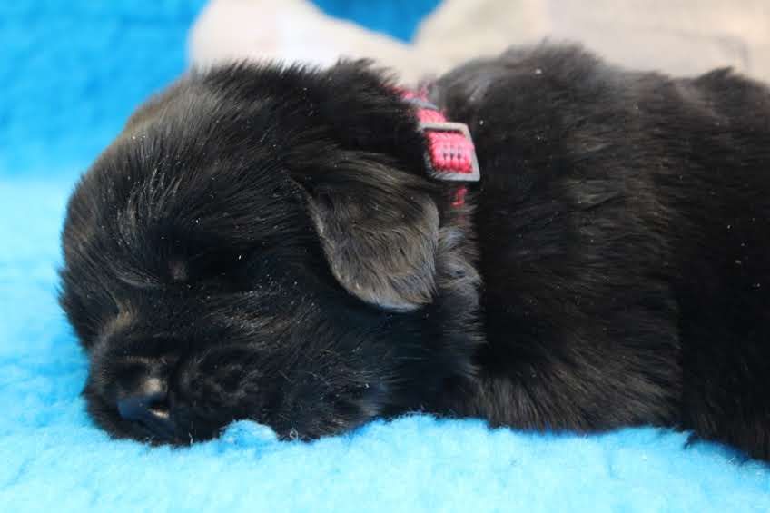 Des Ombres Thevaine - Chiots disponibles - Terre-neuve