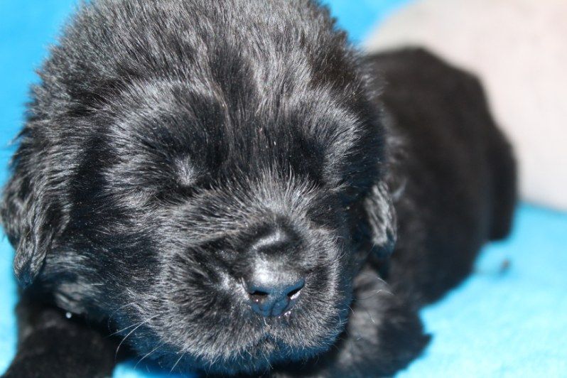 Des Ombres Thevaine - Chiots disponibles - Terre-neuve