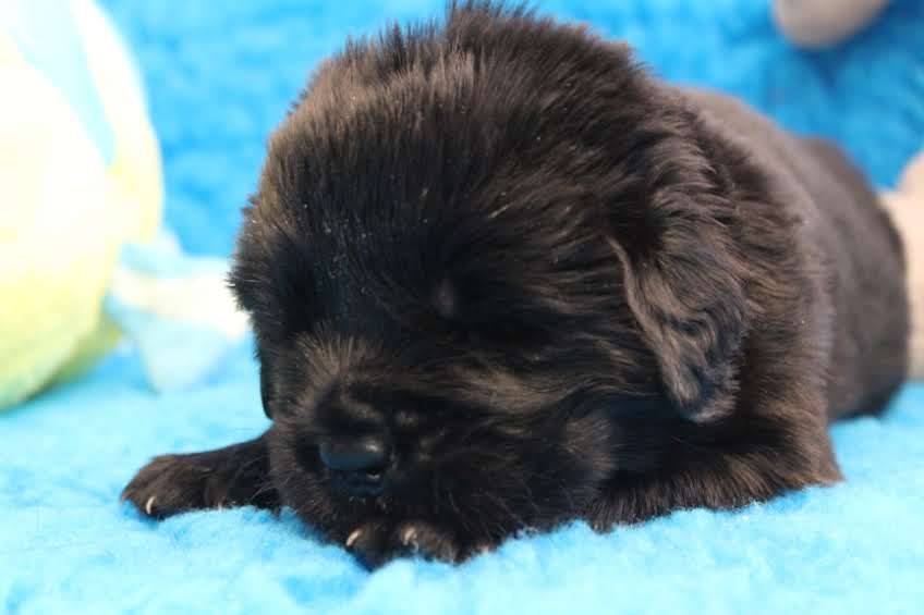 Des Ombres Thevaine - Chiots disponibles - Terre-neuve