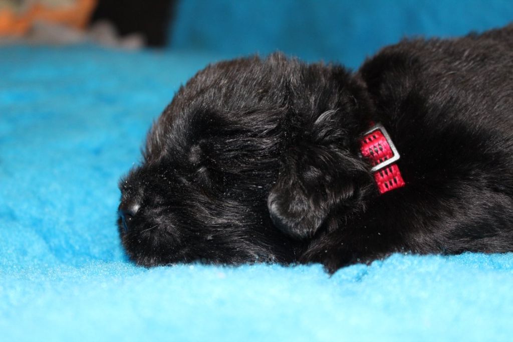 Des Ombres Thevaine - Chiots disponibles - Terre-neuve