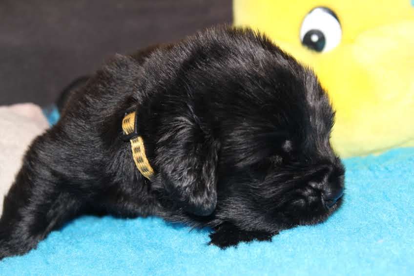 Des Ombres Thevaine - Chiots disponibles - Terre-neuve