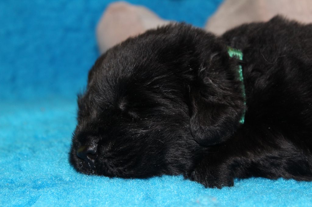 Des Ombres Thevaine - Chiots disponibles - Terre-neuve