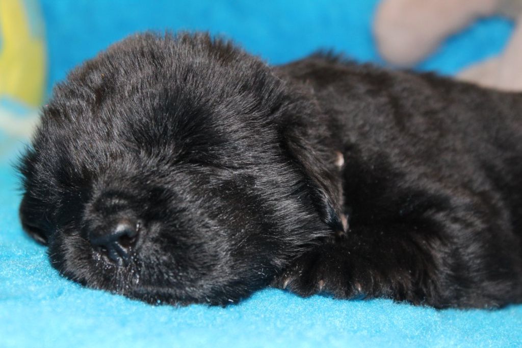 Des Ombres Thevaine - Chiots disponibles - Terre-neuve